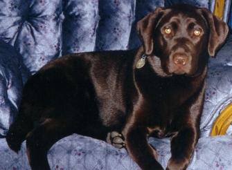 jesschair.jpg (15359 bytes)
